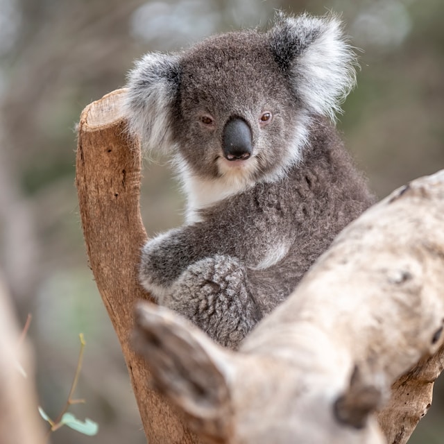 Animal names in Hebrew — gender notes, plural forms and cultural idioms
